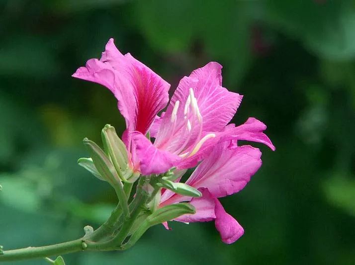 香港區花,紫荊花_豆科