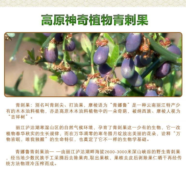 青娜鲁青刺果油怎么食用使用方法有哪些