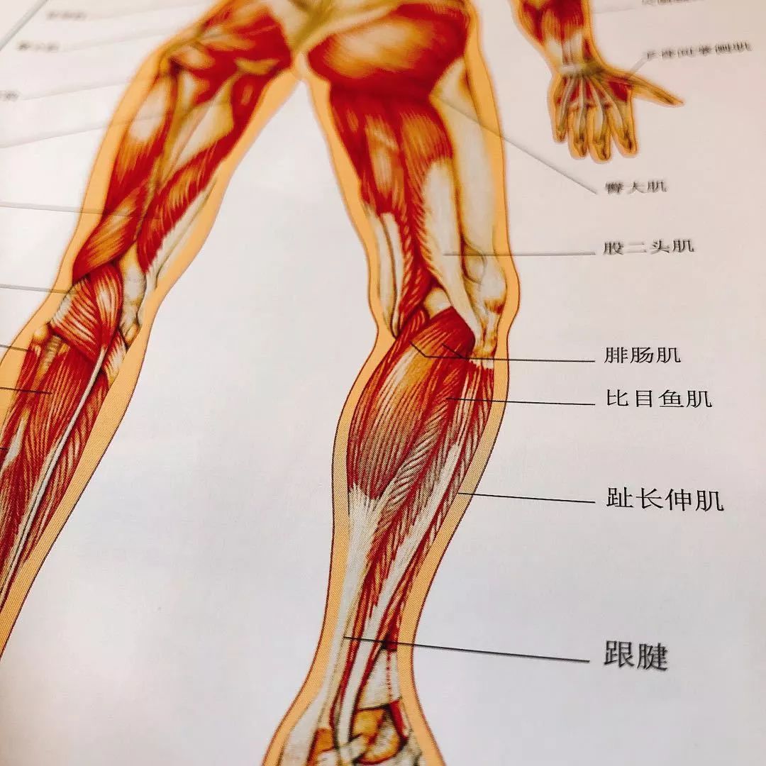 人体肌腱分布图图片