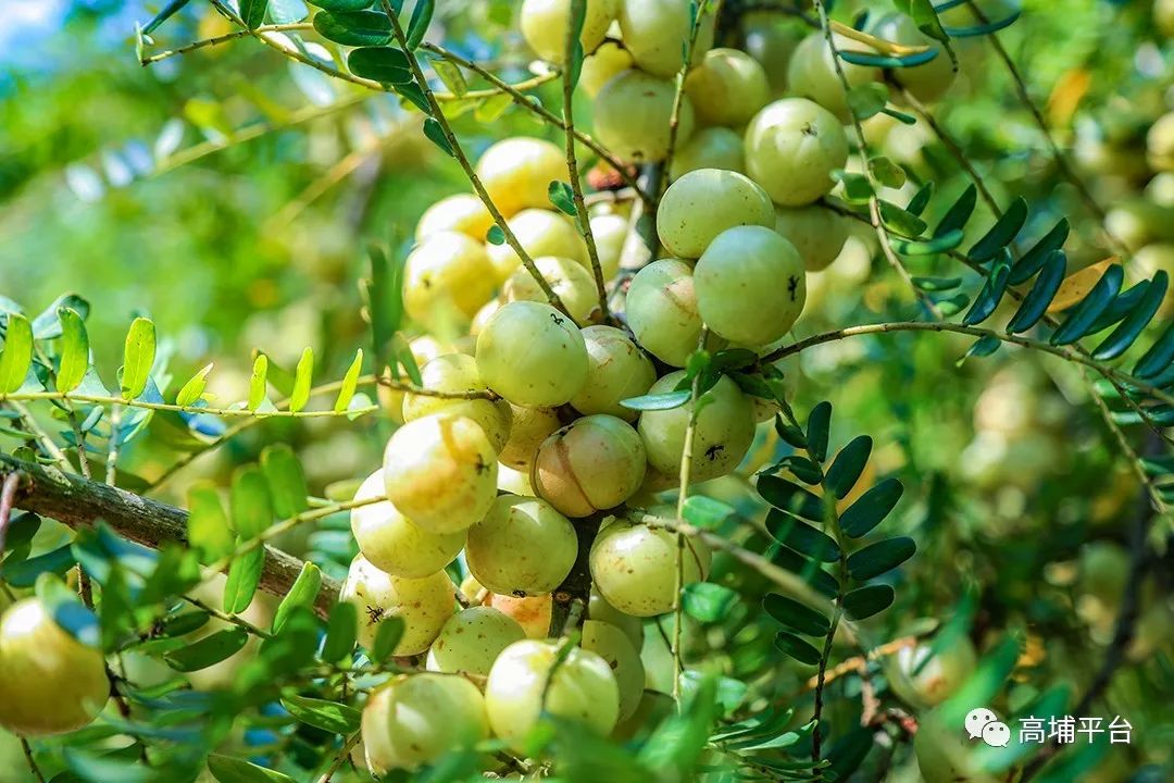 特产高埔这村有高速经过还盛产甜油柑