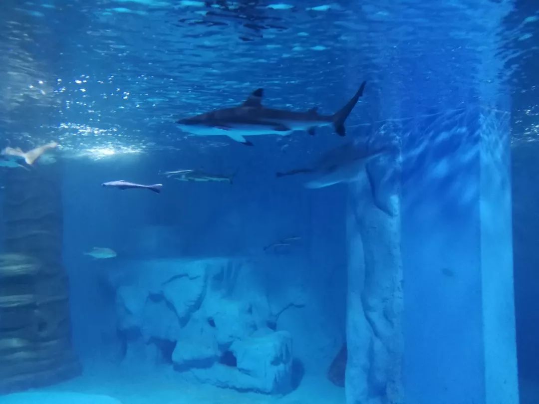 南宁超好玩的网红拍照地鲨鱼馆十一正式开放美哭了赶紧出发