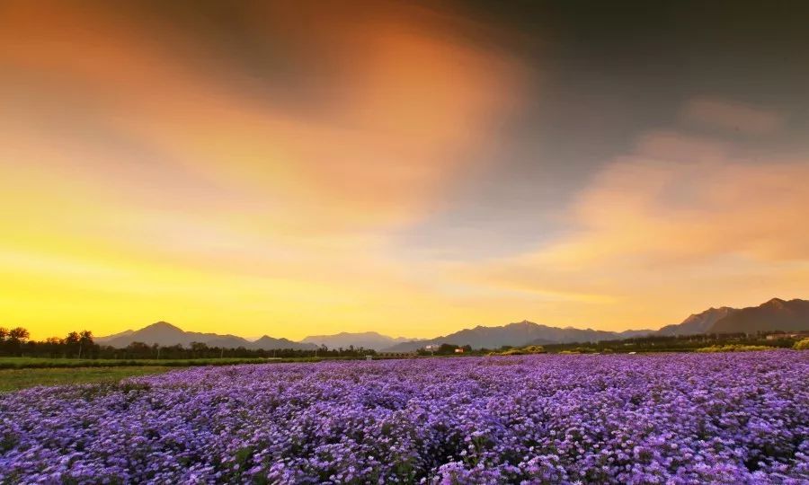 太漂亮了昌平這片花海又要霸屏