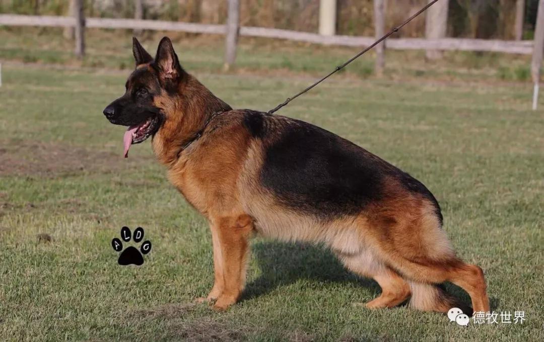 steinblack-jack von der teufelskehleramina vom anger成年母犬组v1