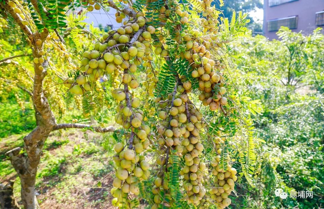 特产高埔这村有高速经过还盛产甜油柑