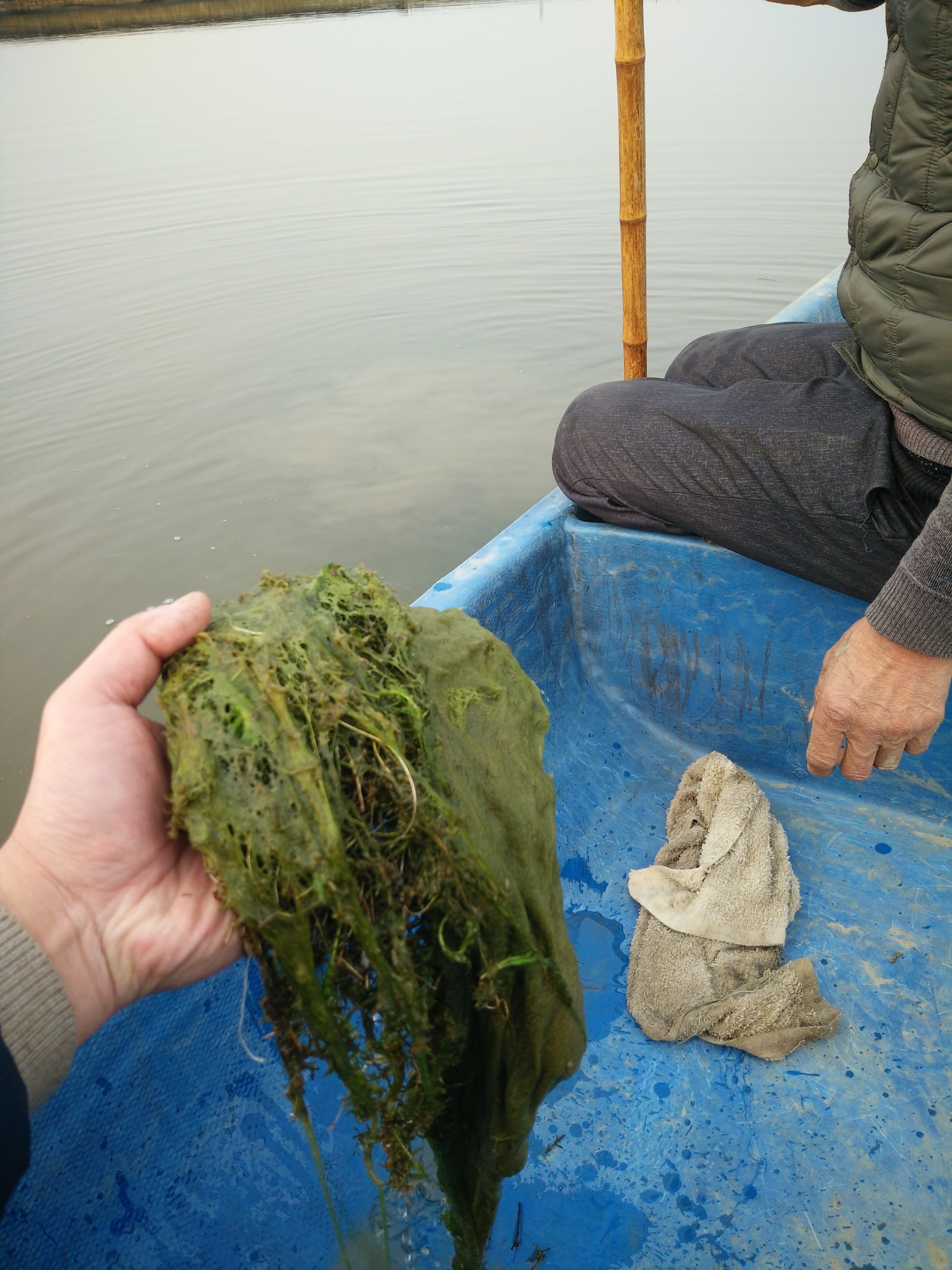 水草养殖的利润