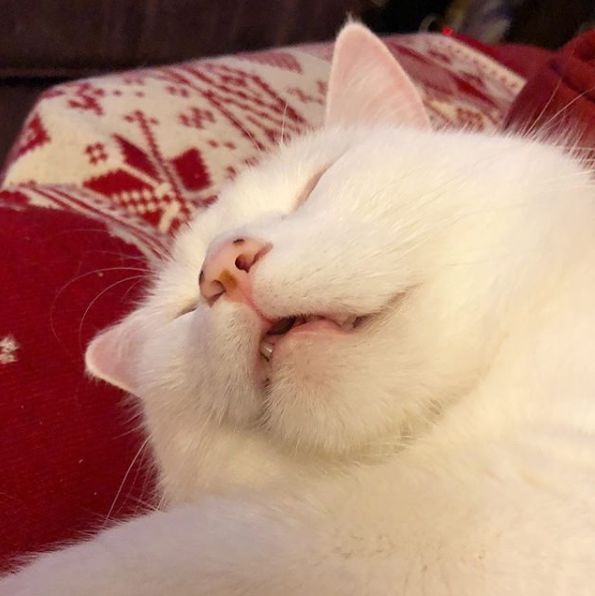 有肉吃的时候激动到模糊请问你有意见吗来问问我的胳膊同不同意铲屎的