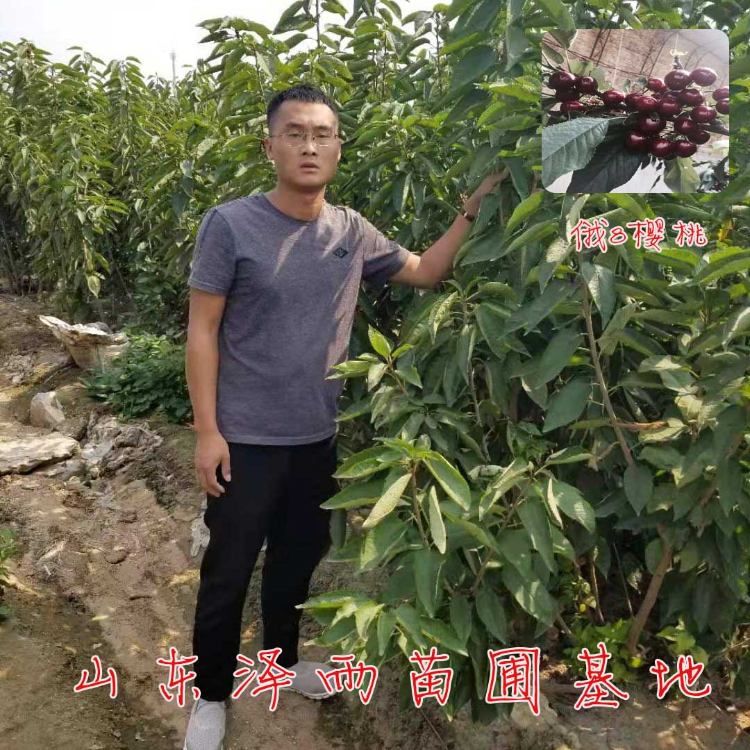 俄罗斯8号樱桃树苗种植技术