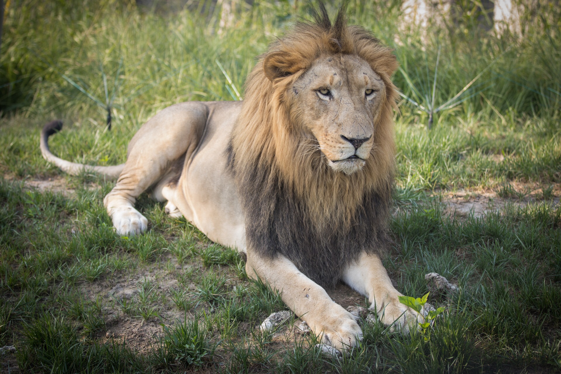 小朋友家庭的遊玩聖地北京野生動物園4a級景區國慶假日快來吧