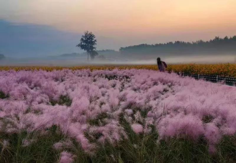 涟水百花园图片