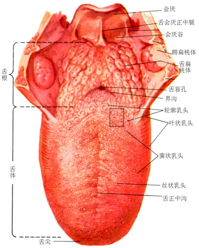 舌头根的结构图图片