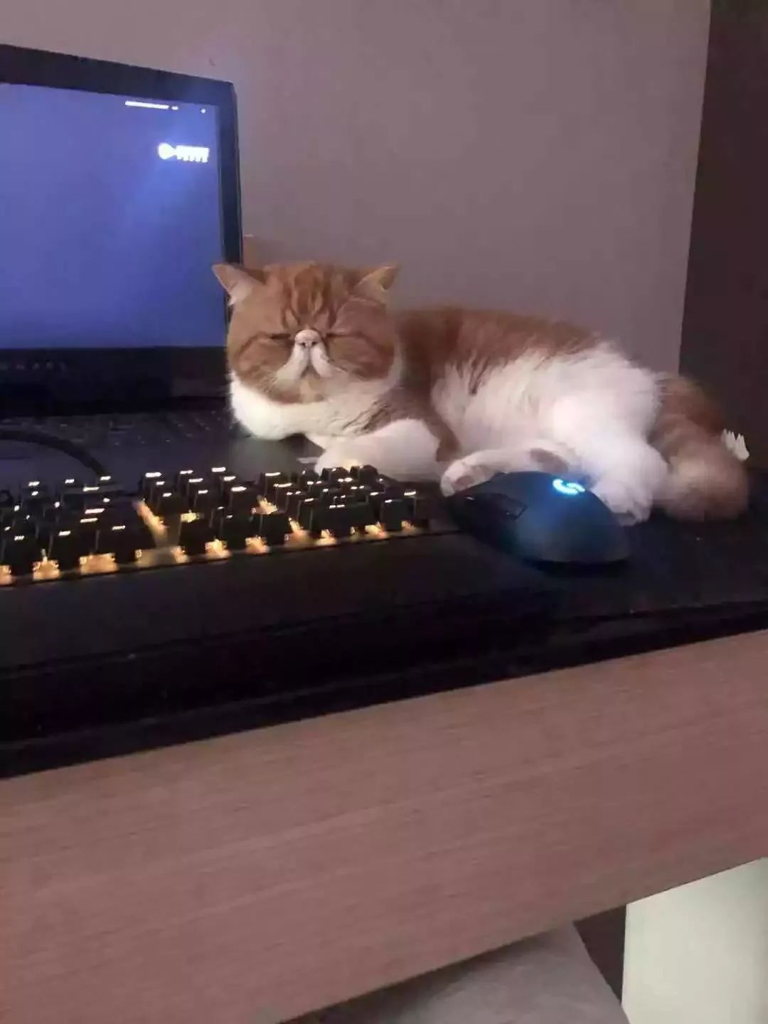 有朕在谁也别想好好玩电脑