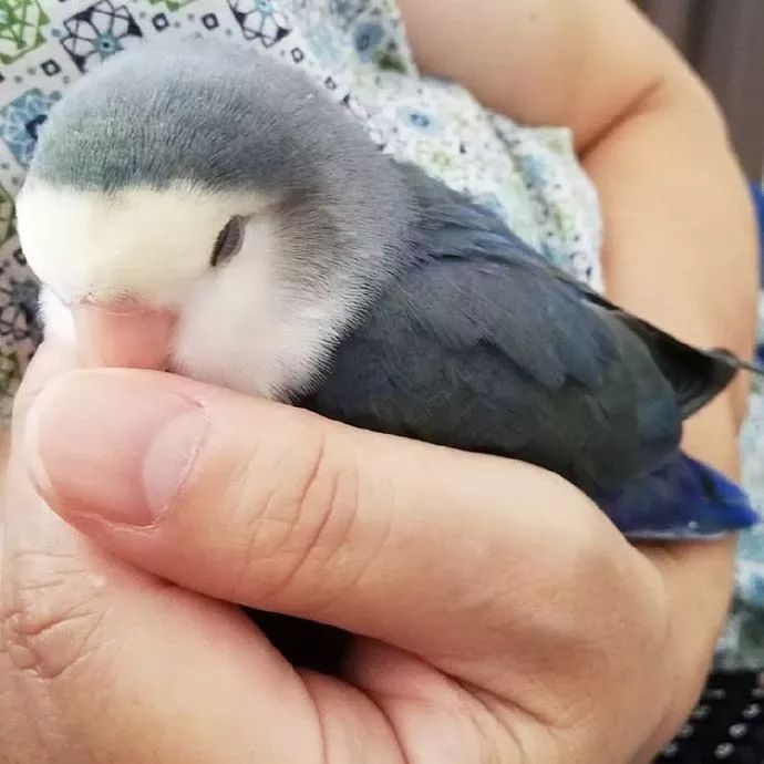 哇偶毛茸茸小蓝鸟阔爱