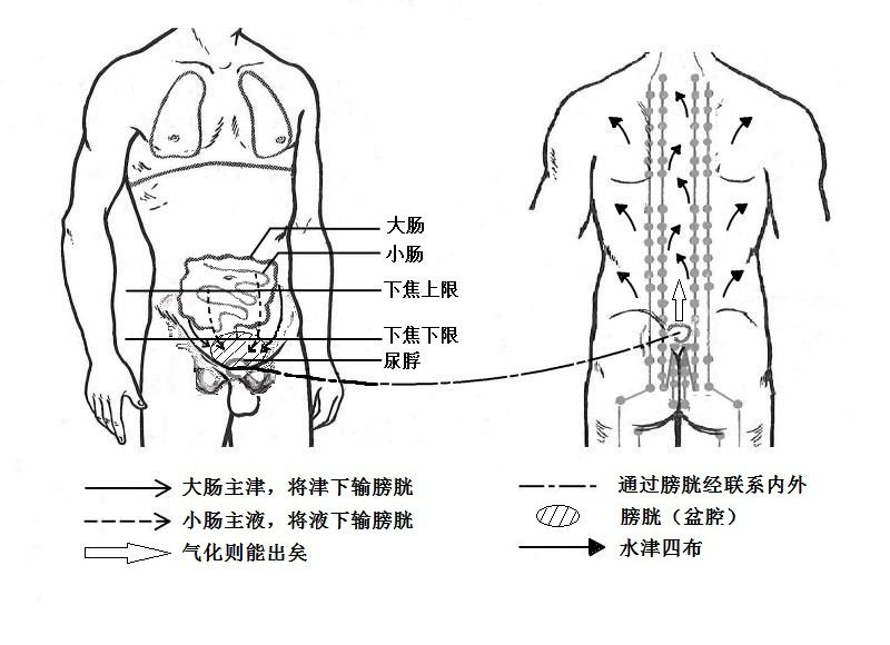 人体膀胱准确位置图图片
