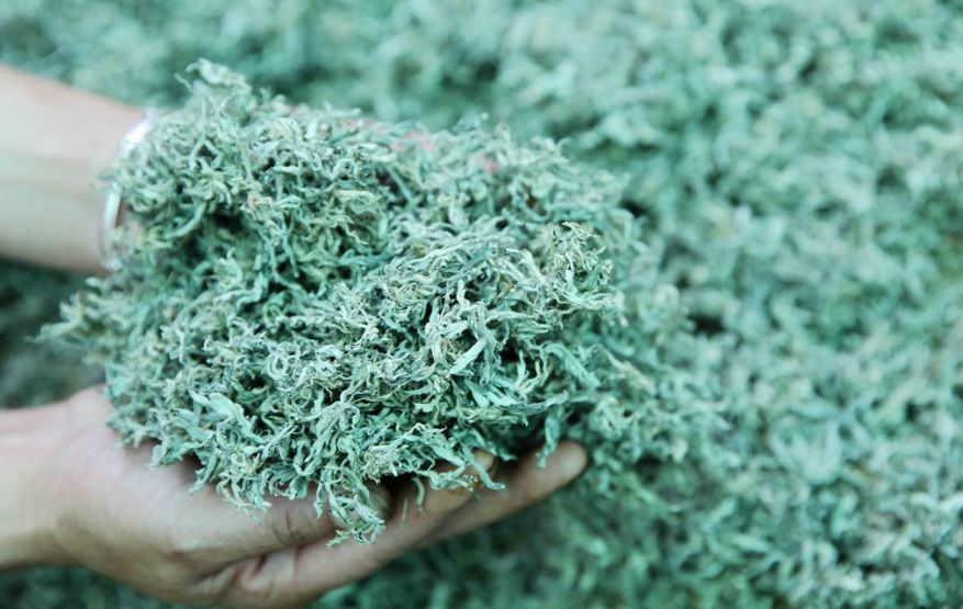 脱贫攻坚百日冲刺店子七里沟村小艾草引领乡亲走向致富路