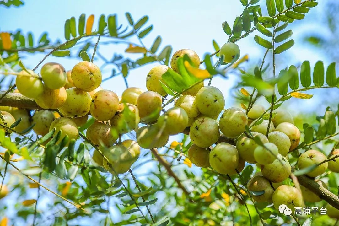 特产高埔这村有高速经过还盛产甜油柑