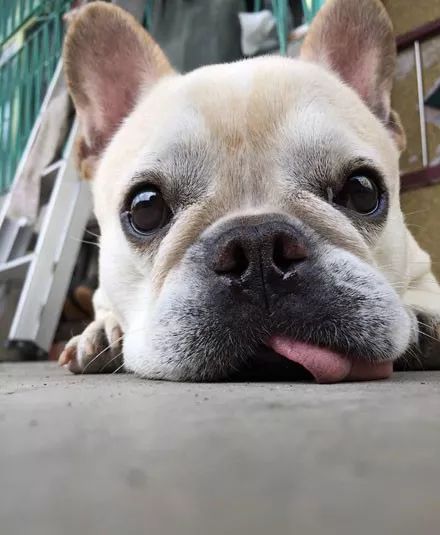 主人吃饭吃到一半,被突如其来的狗头,吓到瞬间喷饭!