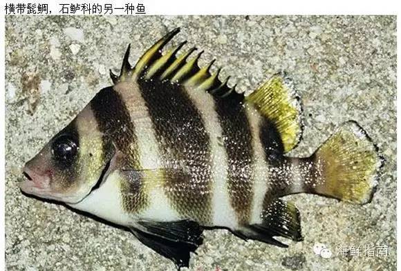 海识 | 常见海水鱼类图谱大全_学名