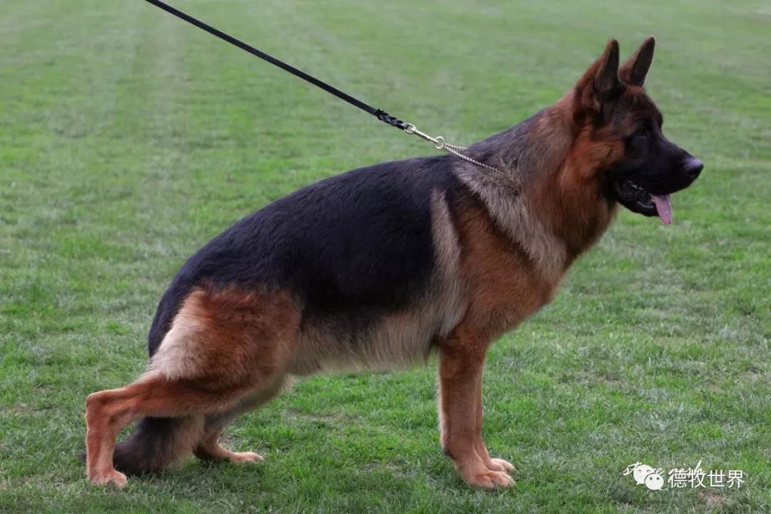 2019年8月初欧洲德牧7次州展比赛成年组