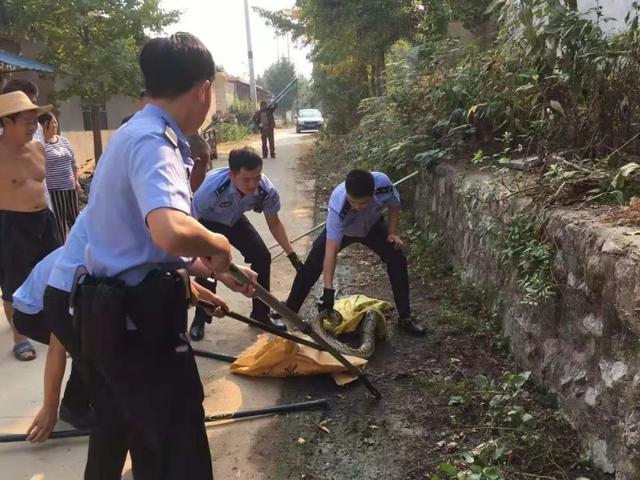 邳州宿羊山镇刘山村现一条4米长巨蟒