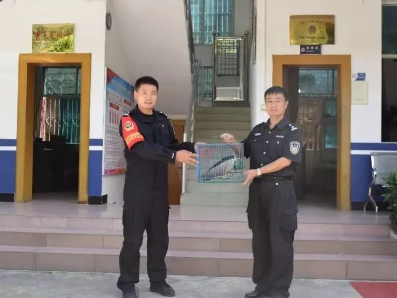 点赞鹿马登边境派出所民警下乡途中救护一只大鸟竟是国家二级保护动物