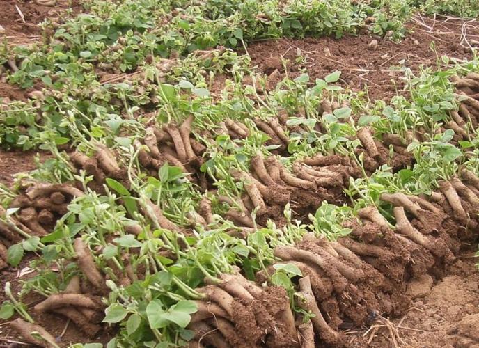 葛根什么时候收获收获时要注意什么