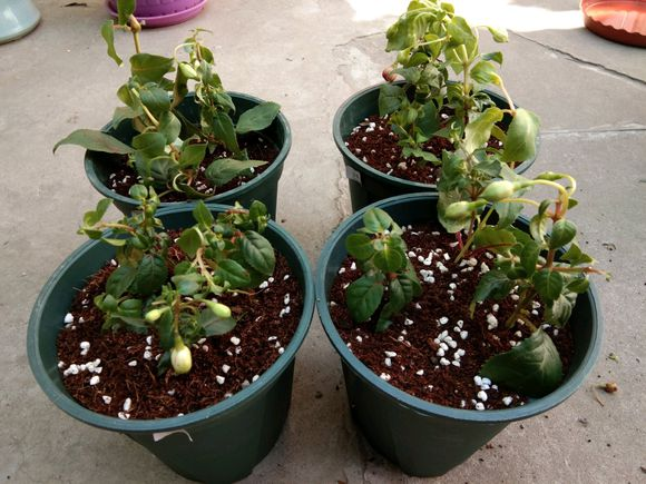 倒挂金钟的扦插也是非常简单的,随便掐下一段枝条来,长度在10cm左右