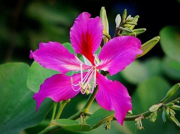 香港区花紫荆花