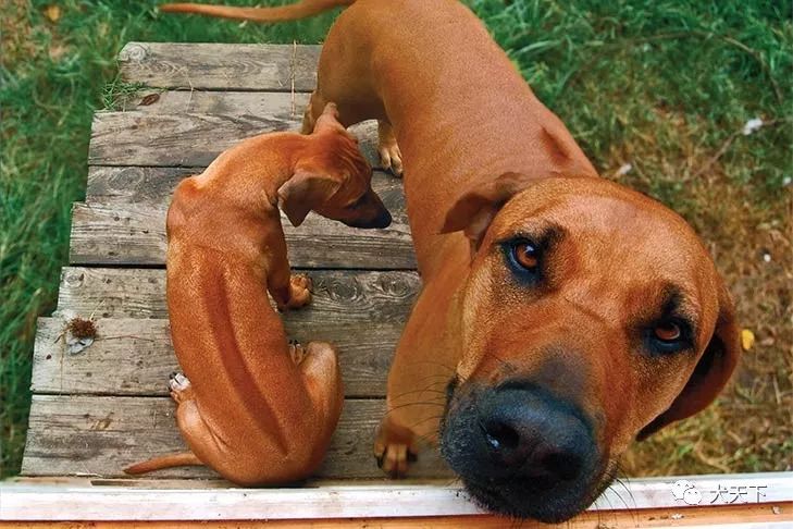 点指名犬勇猛的非洲猎狮者罗得西亚脊背犬