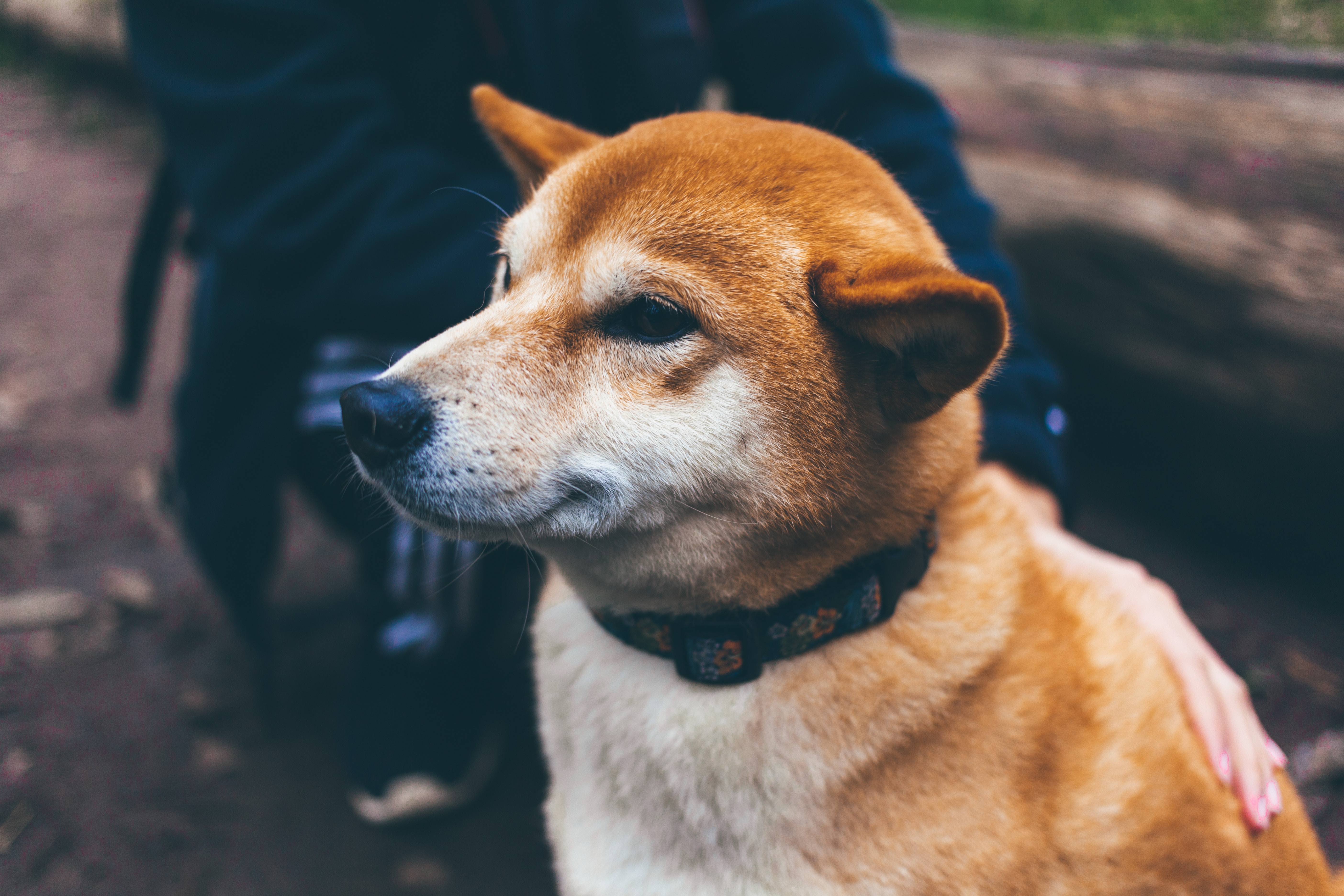 细数下来柴犬和秋田犬的区别其实有很多