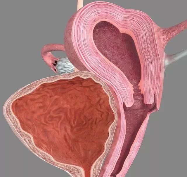 内经解证黄帝内经膀胱概念解析