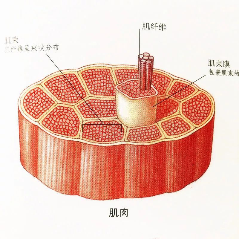 肌丝组成图片