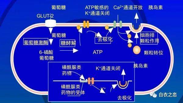 细说糖尿病口服药:磺脲类药物