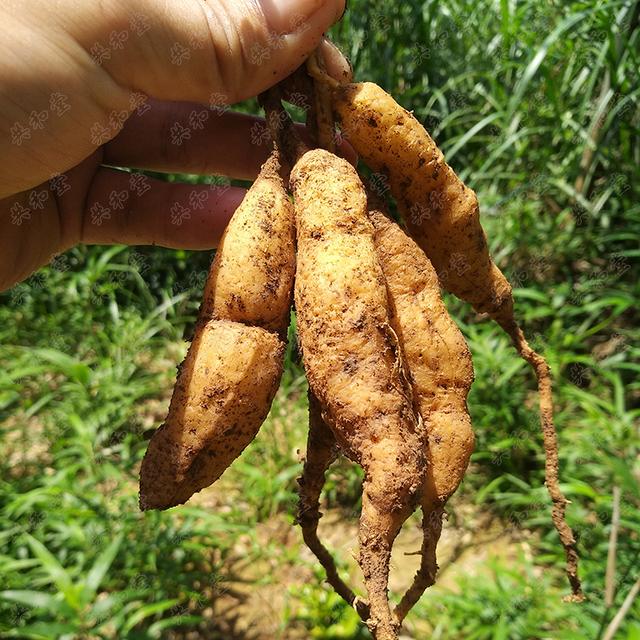 内江地区天冬栽培技术与加工工艺现状与展望