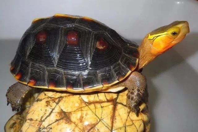 关于半水龟龟苗的饲养注意事项