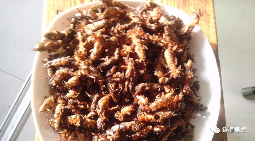 桑植这种野味你敢吃吗?餐馆卖得很贵,经常断货!