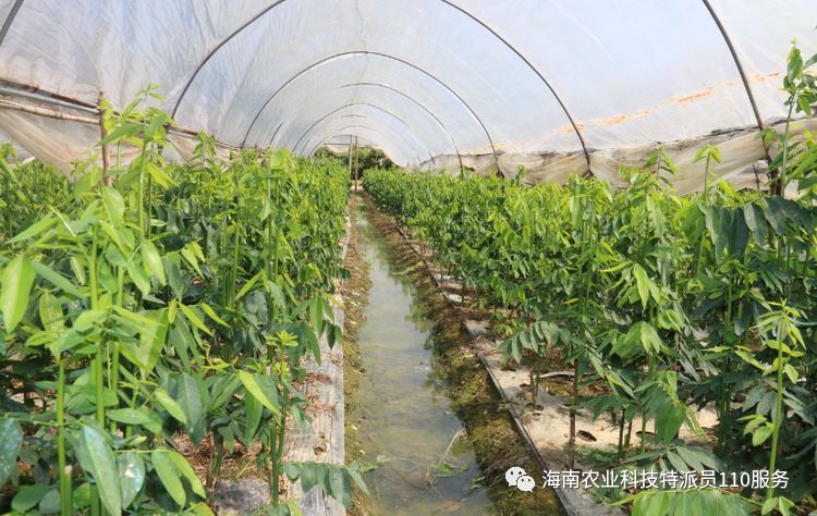 同甲村树仔菜种植基地在毛道村百香果种植基地,听村委会书记介绍农户