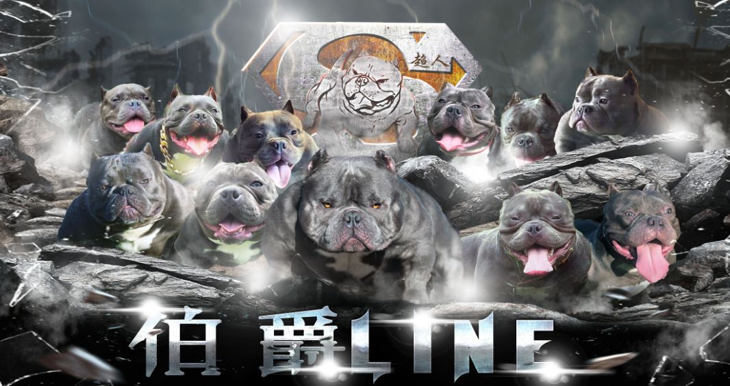 恭喜老男孩—邓感超人恶霸犬俱乐部成功入驻cbkc第十