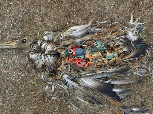 镜头下:被环境污染残害的动物们,经常在生与死的边缘挣扎_垃圾