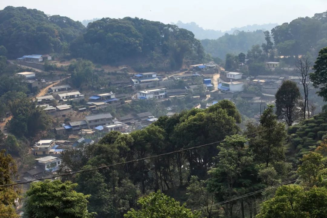 不识麻黑不足谈易武