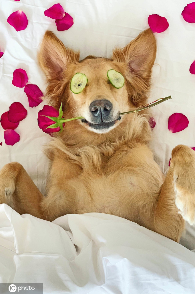 英国两金毛模仿人类的一天严肃卖萌成精了