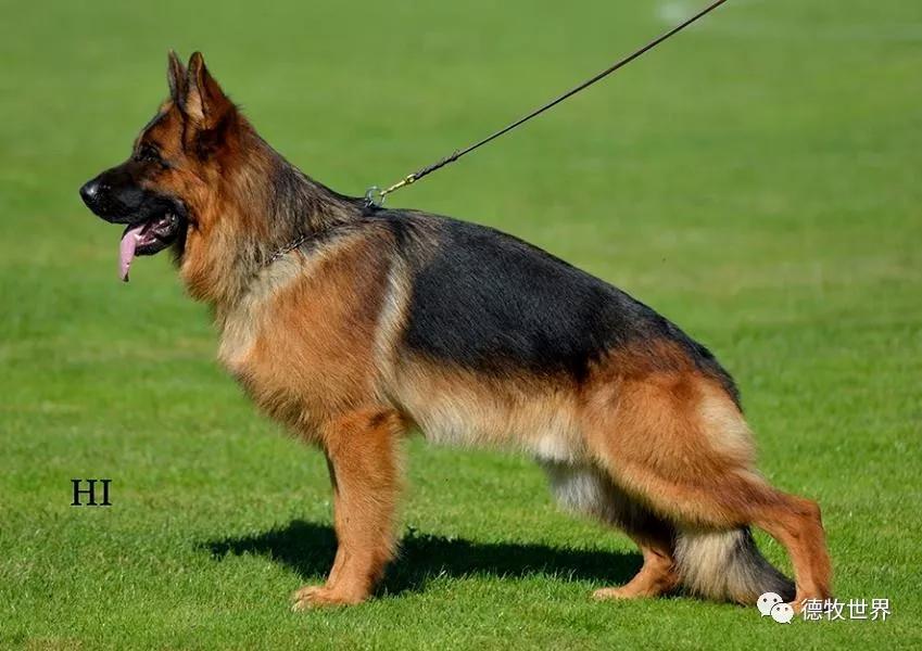 2019年8月初欧洲德牧7次州展比赛成年组