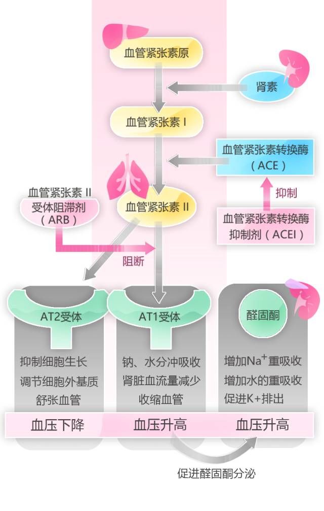 主要功能是调节和维持人体血压,水,电解质的平衡,维持人体内环境的