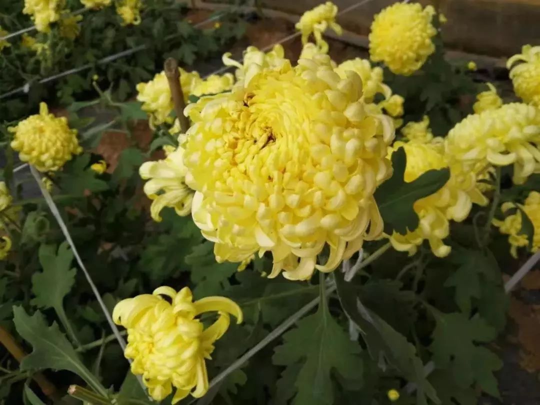 便是屈原當年吃的菊花樓觀菊花的嫡系親屬可以這麼說菊花可是根,葉