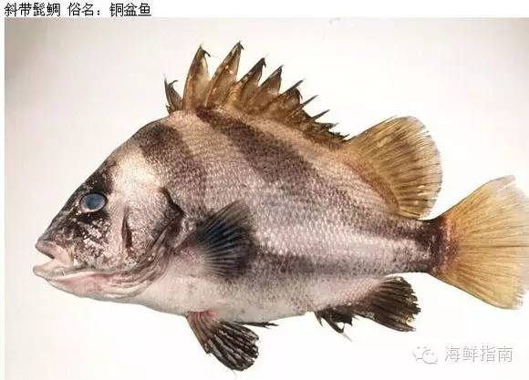 海识 | 常见海水鱼类图谱大全_学名