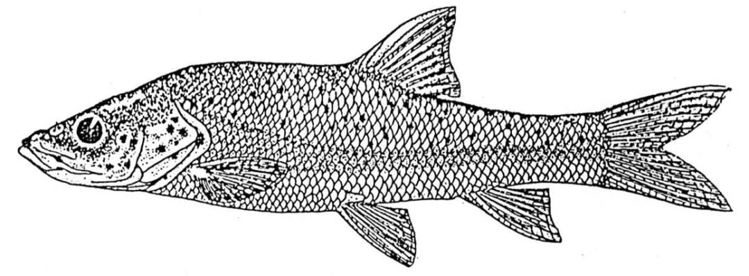 硬骨鱼纲 !你认识多少?|【水族圈低调分享】