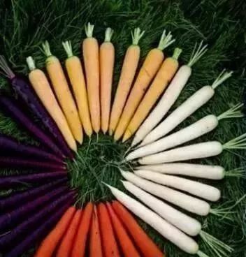 竟然种出了七彩胡萝卜,价格也.