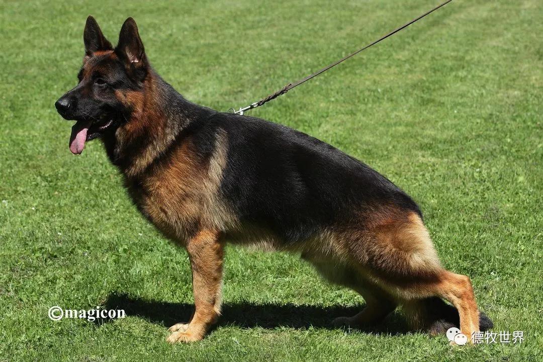 2019年8月初欧洲德牧7次州展比赛成年组