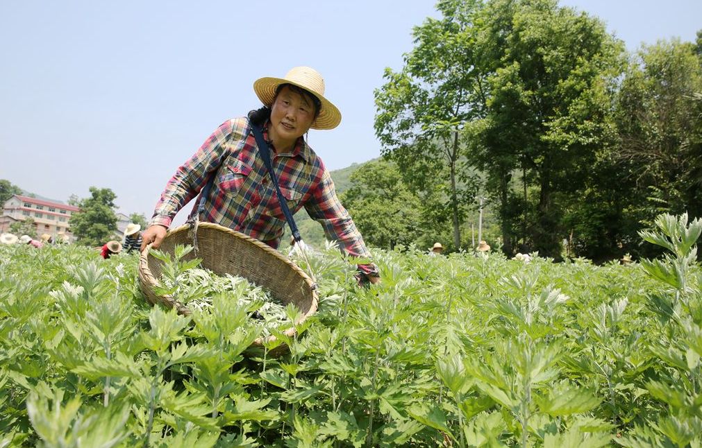 【脱贫攻坚"百日冲刺"】店子七里沟村:小艾草引领乡亲走向致富路_种植