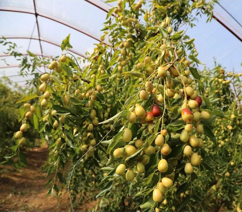 甜丝丝枣业有限公司→仙枣李申照家庭农场→龙虾勤训家庭农场→黑鱼