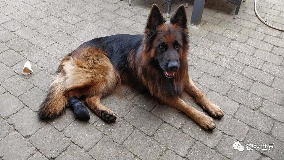 2019年8月2-4日丹麦德牧本部展,国外赛事